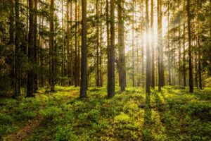 Help us plant Trees